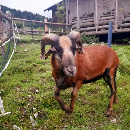 Hallmoosgut Sankt Johann im Pongau Zewnętrze zdjęcie