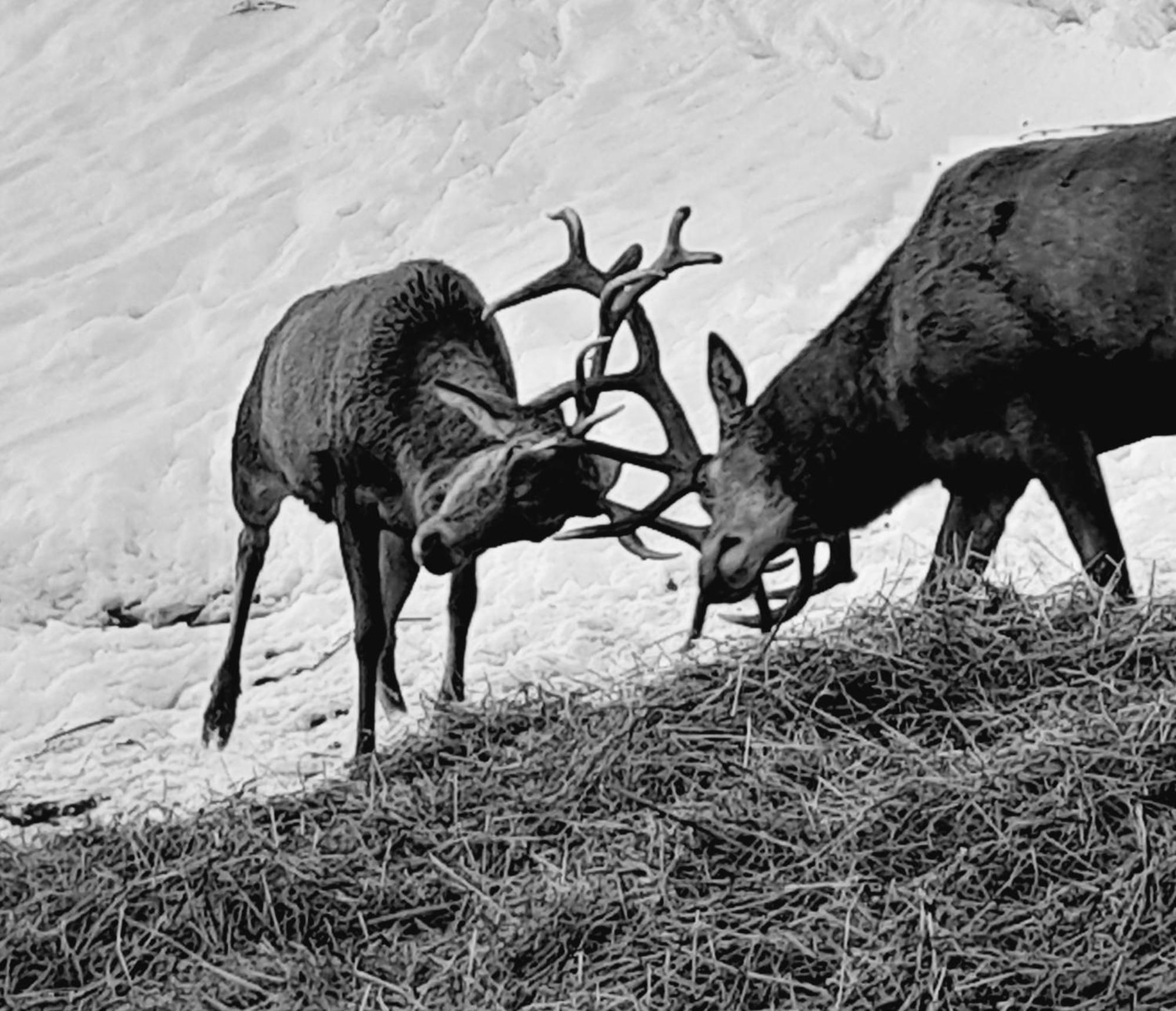 Hallmoosgut Sankt Johann im Pongau Zewnętrze zdjęcie