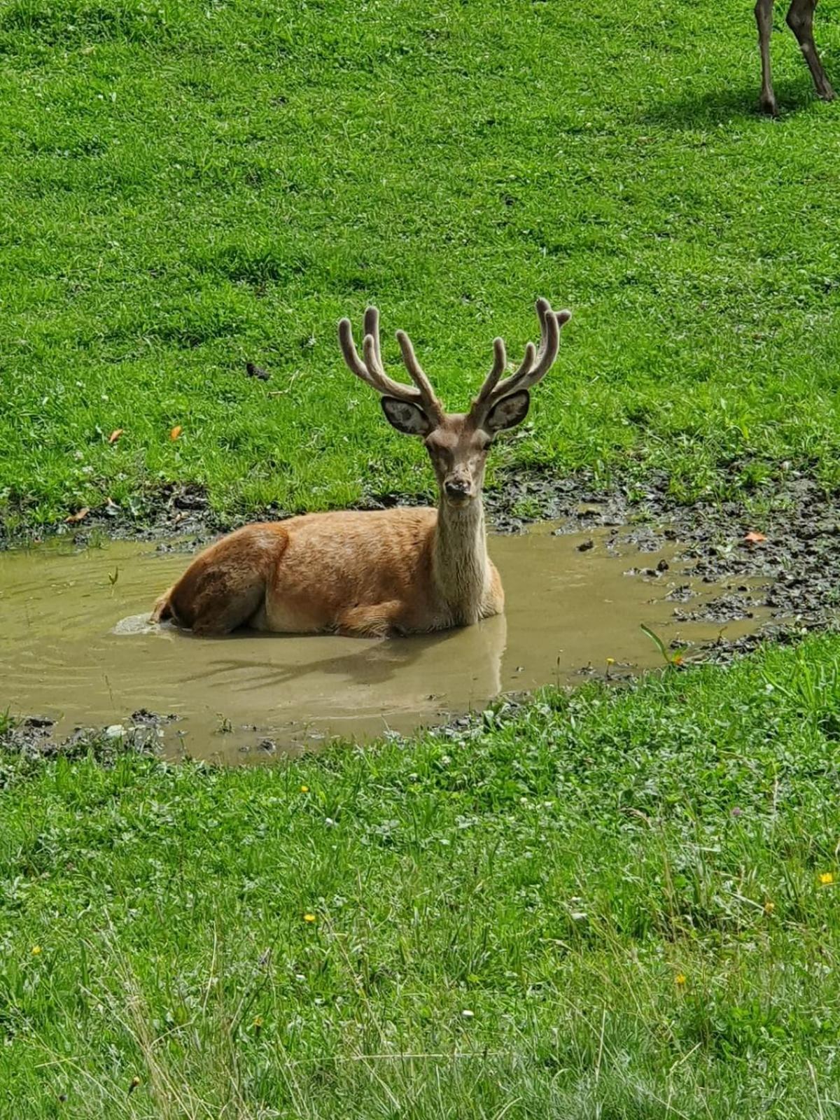 Hallmoosgut Sankt Johann im Pongau Zewnętrze zdjęcie