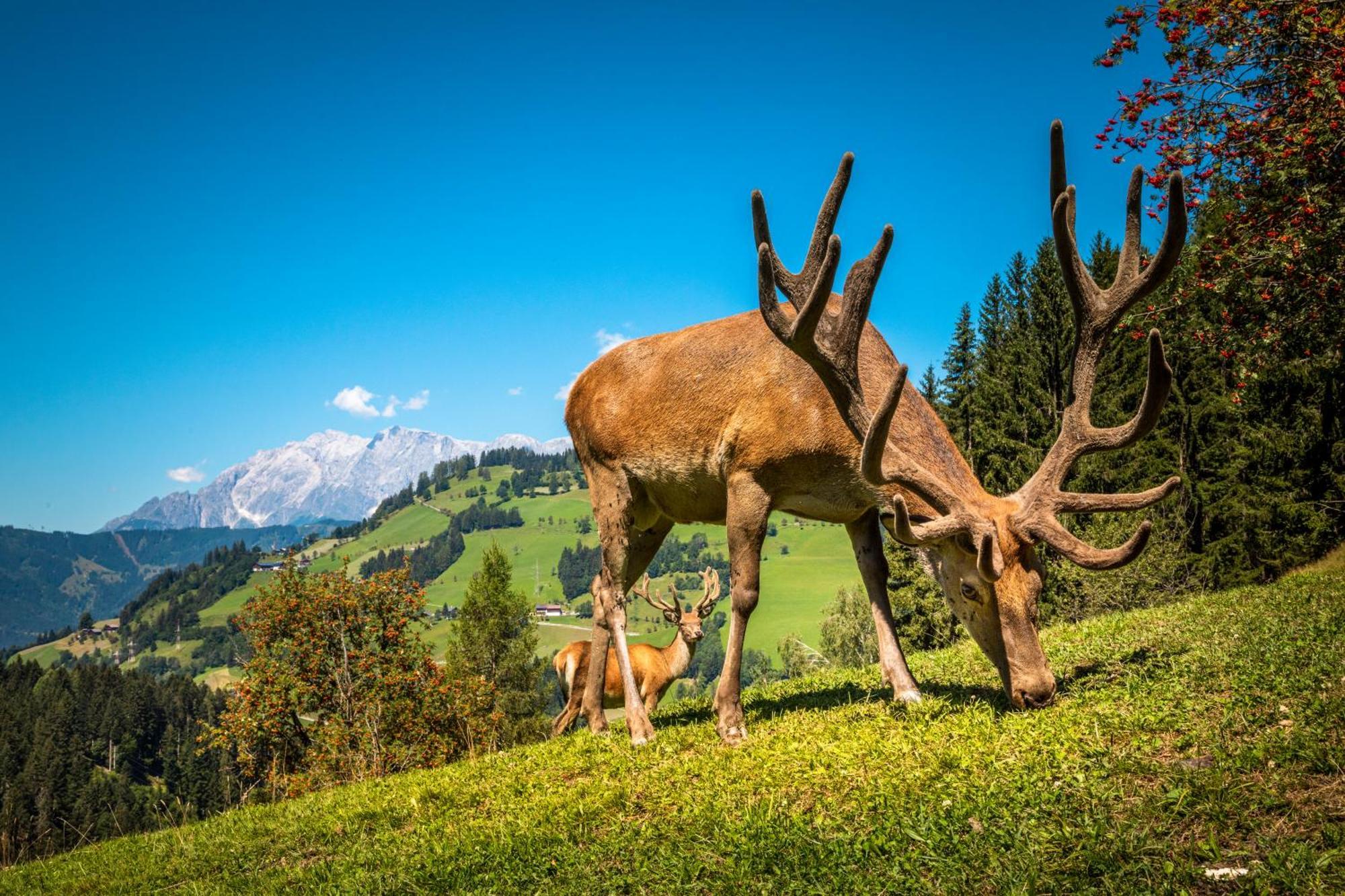 Hallmoosgut Sankt Johann im Pongau Zewnętrze zdjęcie