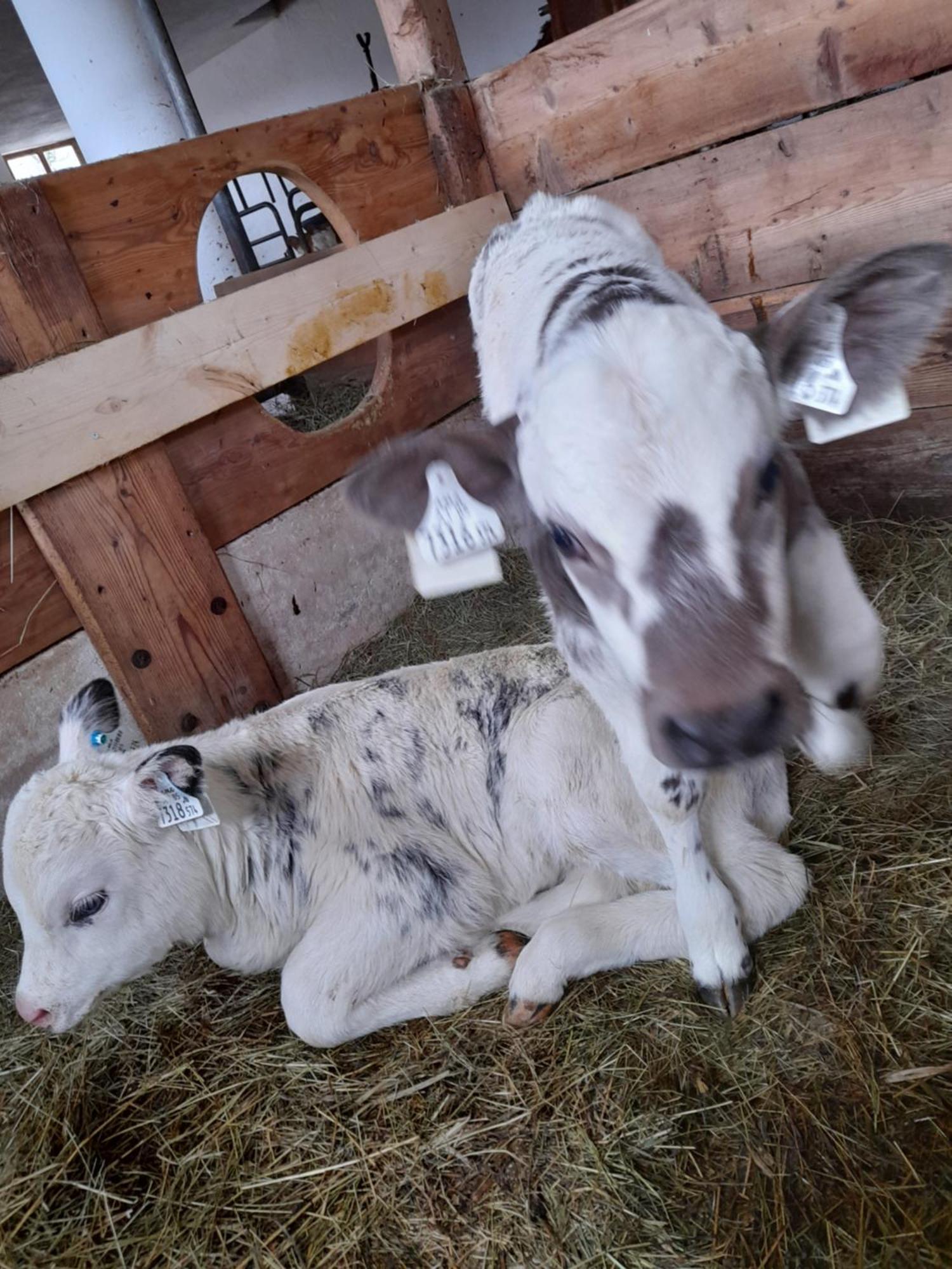 Hallmoosgut Sankt Johann im Pongau Zewnętrze zdjęcie