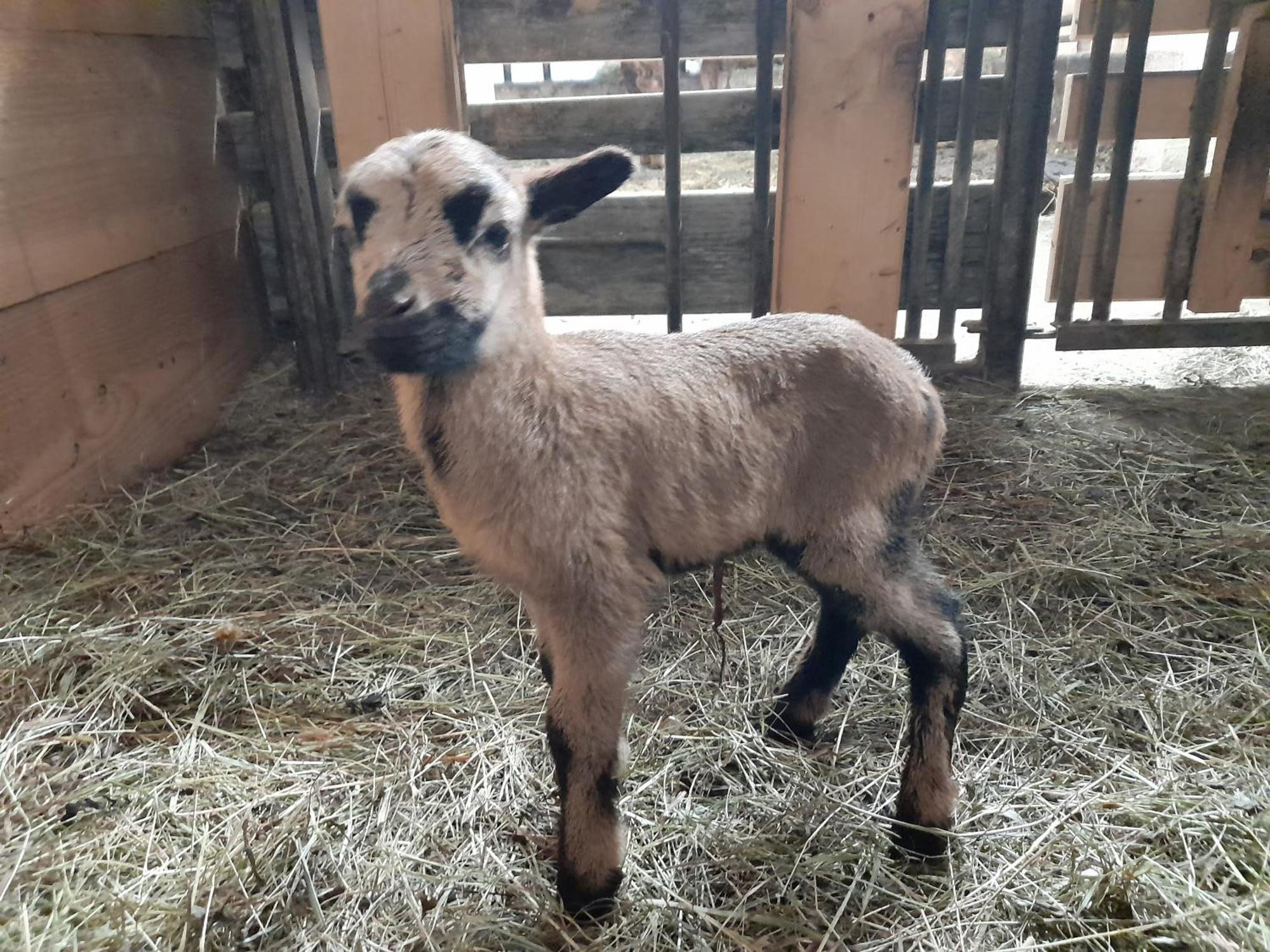 Hallmoosgut Sankt Johann im Pongau Zewnętrze zdjęcie