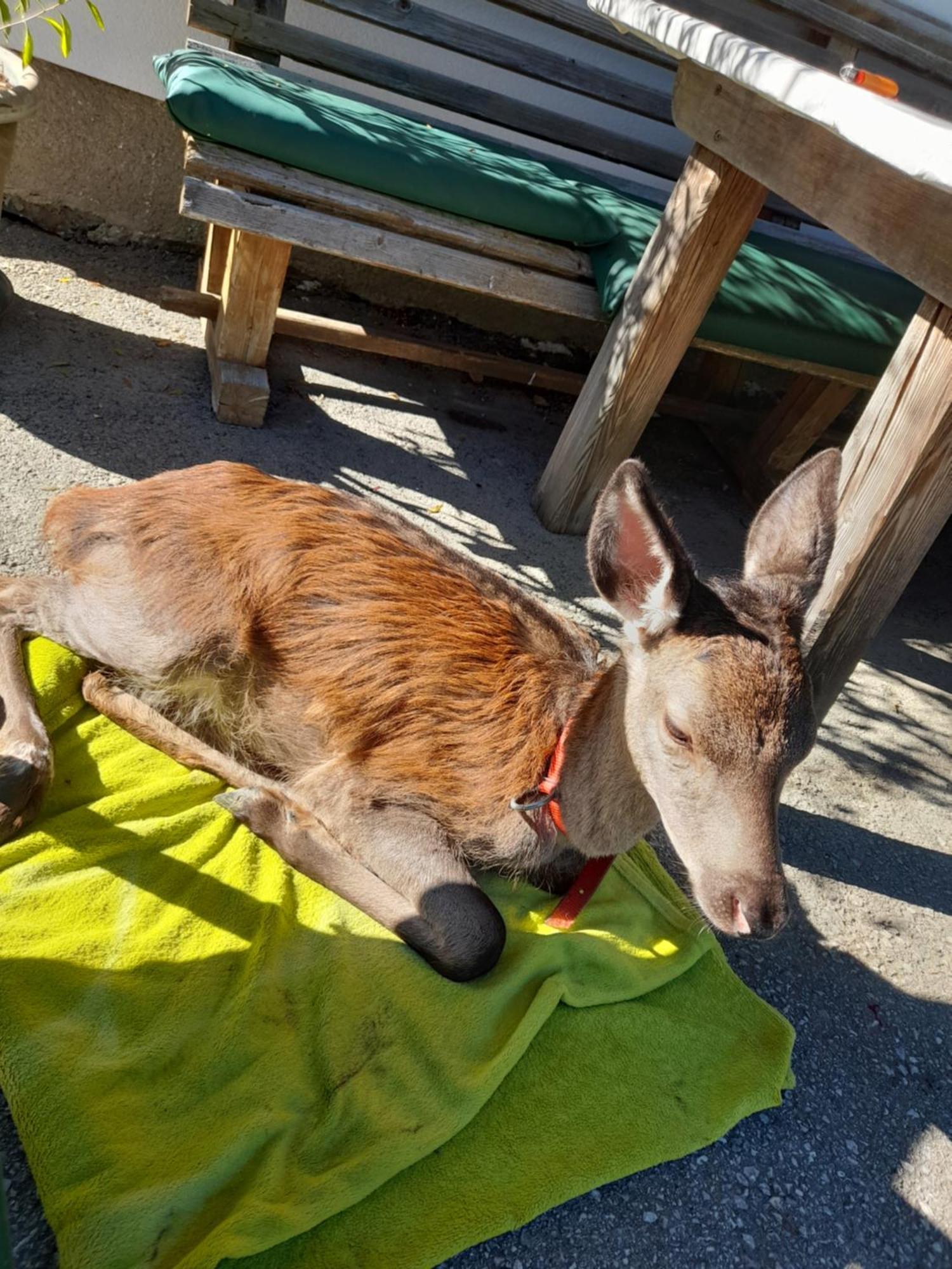 Hallmoosgut Sankt Johann im Pongau Zewnętrze zdjęcie